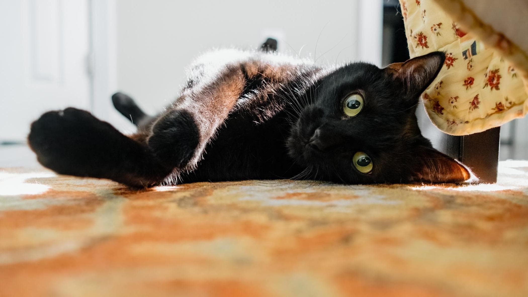 Biglietto di condoglianze per cani, per la perdita del cane e migliore amico, per la festa della mamma o del papà, per compleanno, Natale, con scritta in lingua inglese Deepest Condolence Death