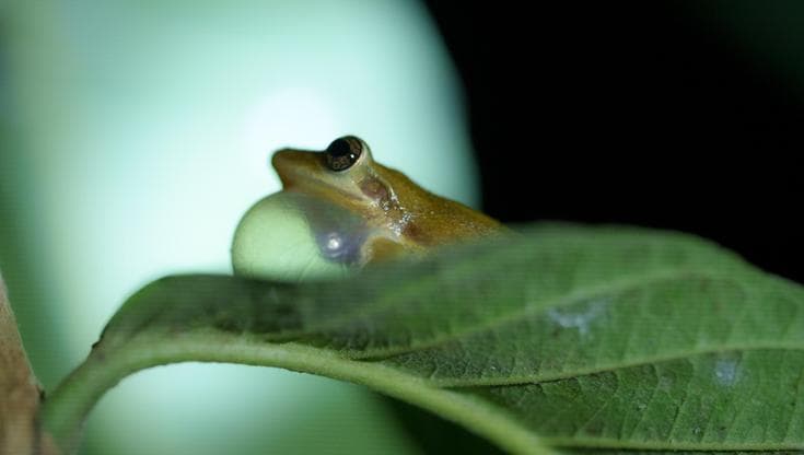 (foto:&nbsp;Joshua Vela-Fonseca/Charles Darwin Foundation)