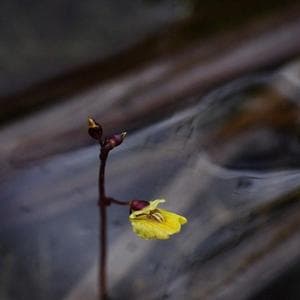 Nel giro di tre anni l'Italia ha perso oltre 150 specie di piante, molte acquatiche