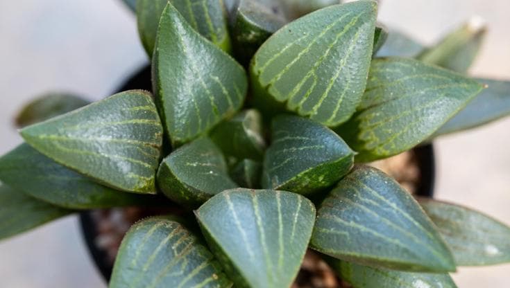 Haworthia: coltivazione, cura, fioritura e varietà più diffuse della pianta grassa da interno