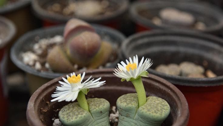 Lithops: cura, coltivazione, varietà e prezzo dei “sassi viventi”