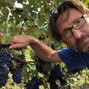Nell’Alto Monferrato, su terre bianche ricche di tufo, il Dolcetto di Ovada ha trovato la sua casa
