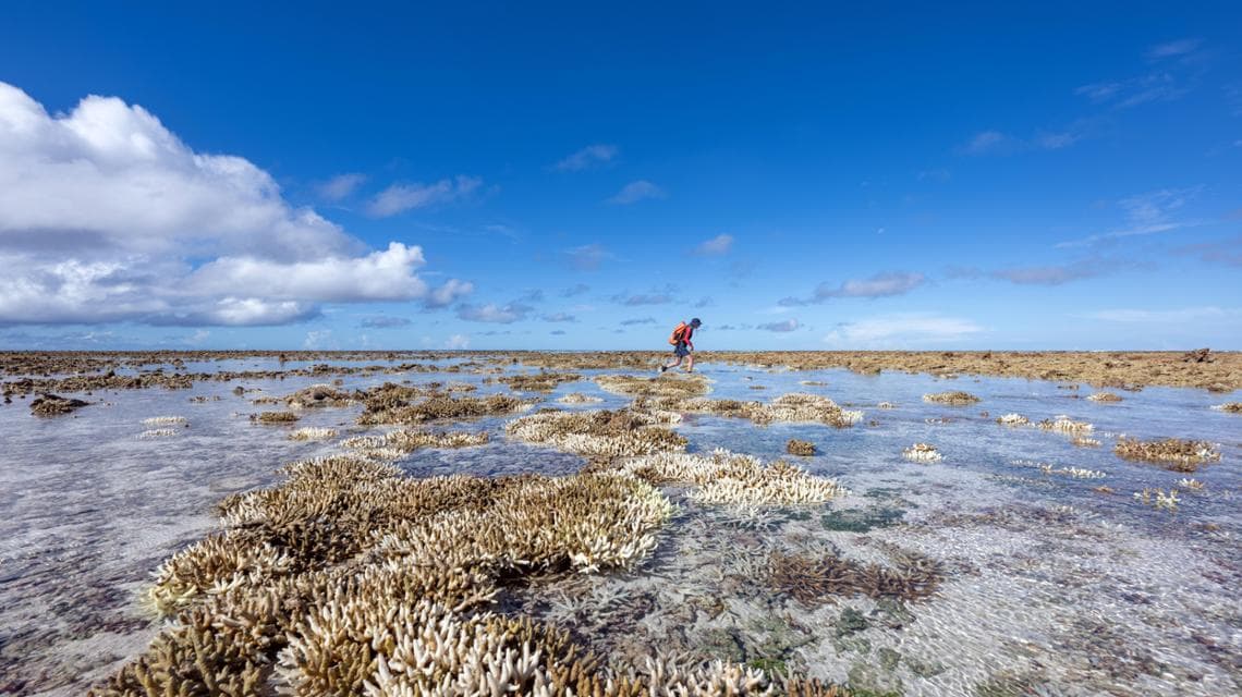 La morìa dei coralli, a causa dello sbiancamento, alle Maldive (foto: Jason Gulley / The New York Times)