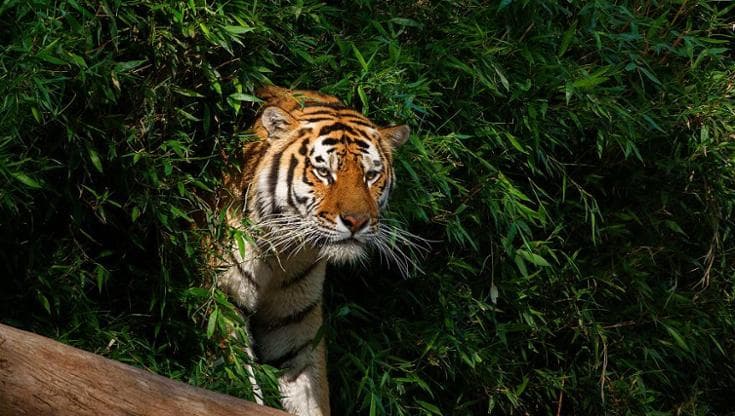 Il problema delle tigri siberiane: sempre più affamate in un habitat ridotto, ora fanno più paura