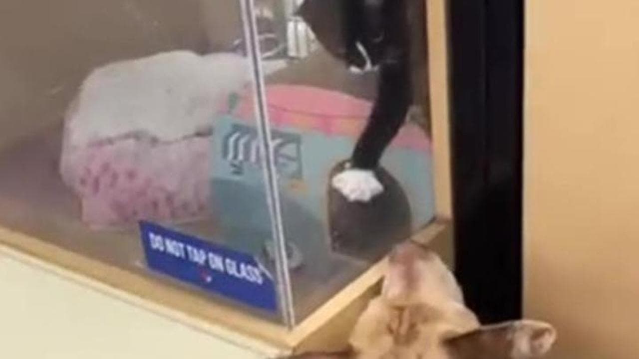 Il cane Pit Bull si è innamorato a prima vista di un gatto, l'amore in ...