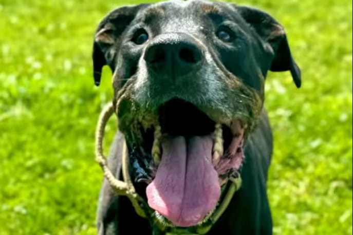 Legato a un albero senza cibo né acqua, il cane Pepperoni continua a ...