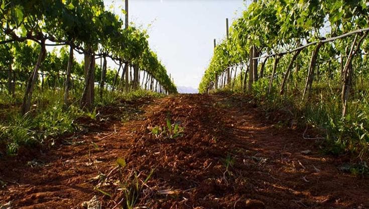 Calabria, dalla fabbrica di liquirizia al vino: tenuta La Peschiera affonda le radici a fine ‘700
