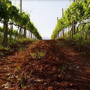 Calabria, dalla fabbrica di liquirizia al vino: tenuta La Peschiera affonda le radici a fine ‘700