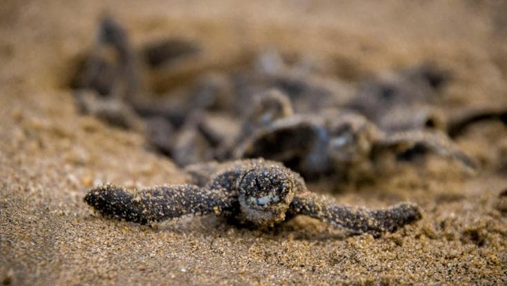 Piccoli di Caretta Caretta
