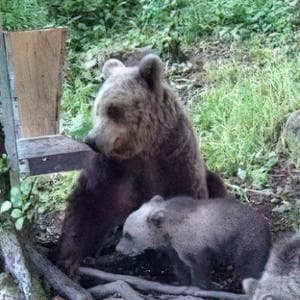 WWF İtalya, Doğayı savunmada 60 yıl: Vahalarda uzun bir kutlama