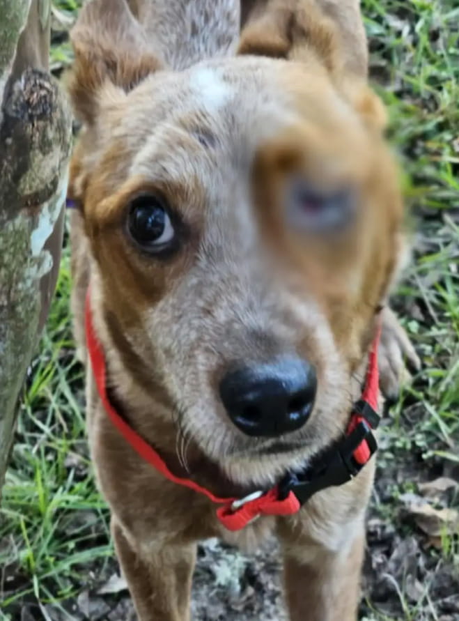 I bambini trovano un cane legato nel bosco, la nuova vita di Red Vern ...