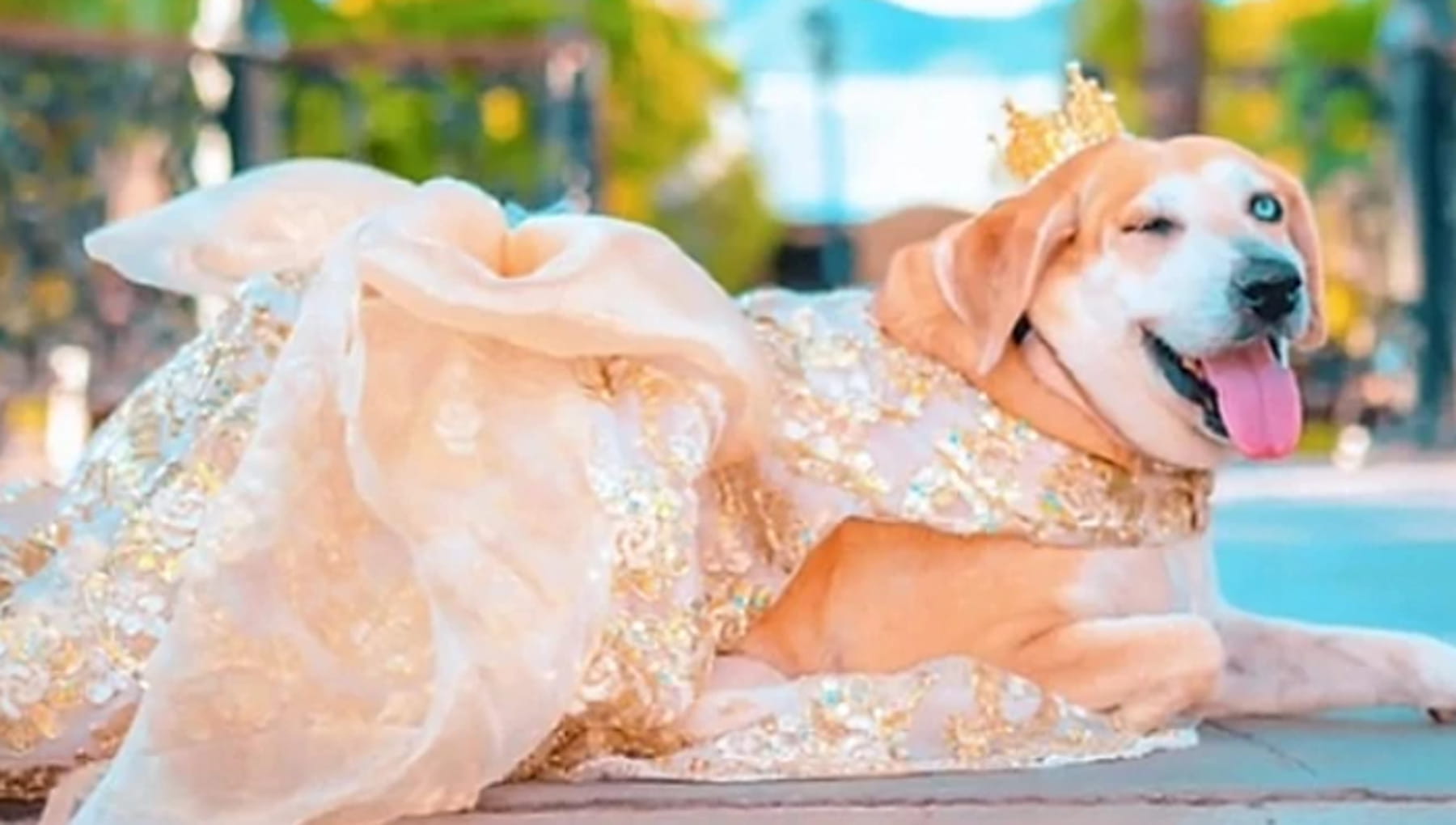 Monica e l’anniversario da sogno per il cane che ha perso un occhio ma ...