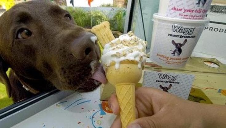Coccole a 4 zampe: arriva il gelato per cani al gusto di brodo di carne