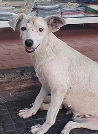 Tapioca, il cane che ha perso un’amica alla fermata del bus e la ...