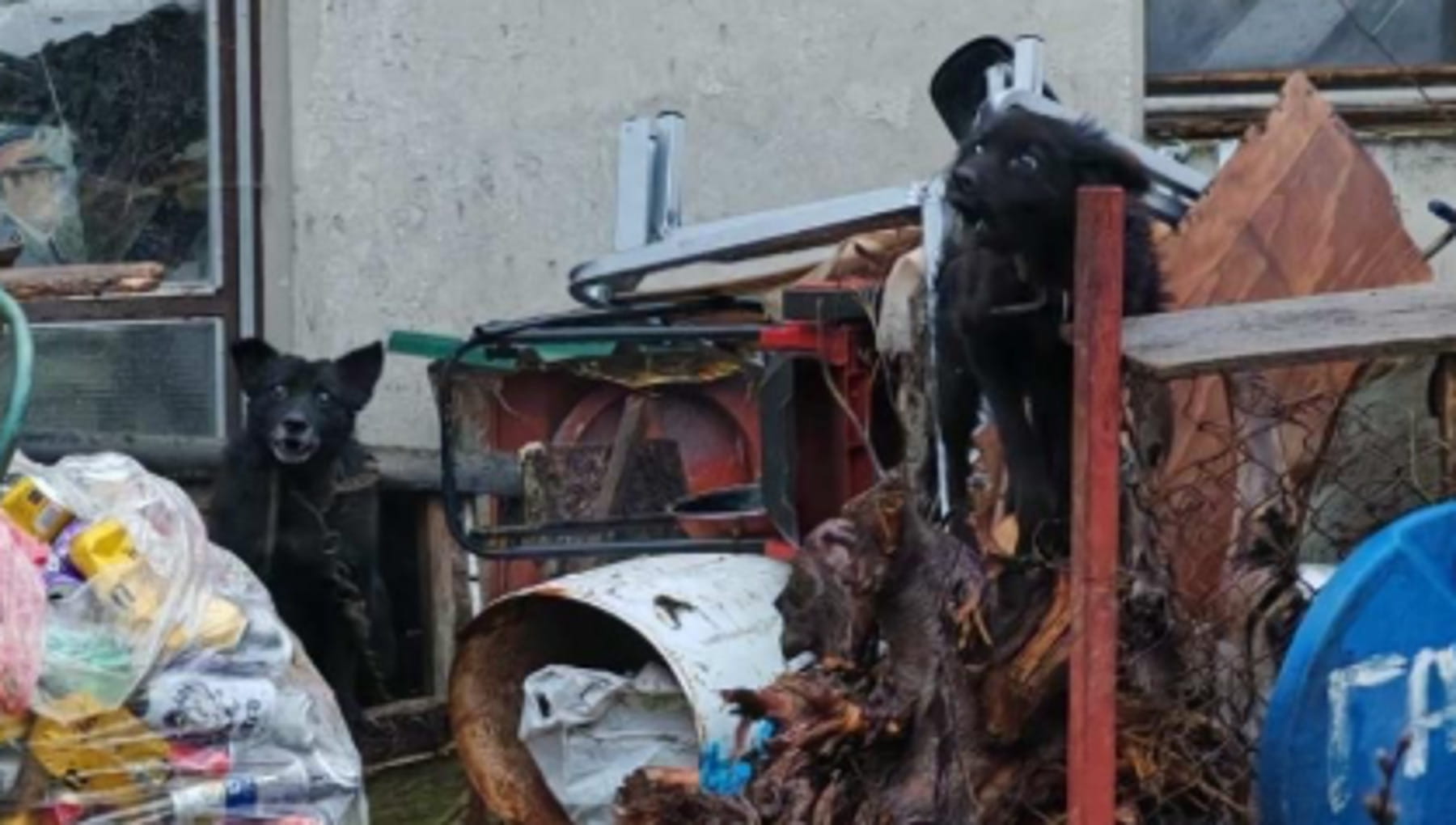 Pacenik, il cane che vive legato a una catena, senza cibo, nel degrado ...