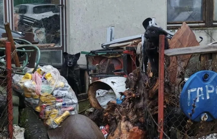 Pacenik, il cane che vive legato a una catena, senza cibo, nel degrado ...