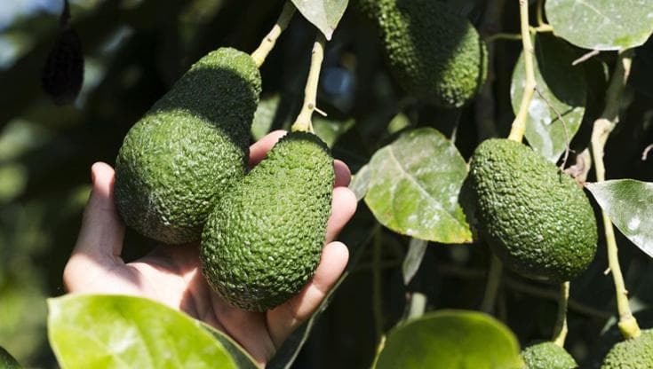 Un guacamole in salsa siciliana: così l’avocado ha trovato la sua nuova casa alle pendici dell’Etna