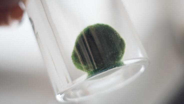 Il marimo, come prendersi cura dell’alga portafortuna