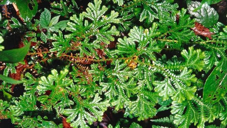 Selaginella, come coltivare la pianta natalizia in giardino o in vaso