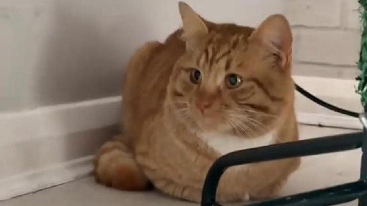 Biglietto di auguri per le feste con gatto, set di biglietti di Natale con gatto, cancelleria per gatti, biglietto per animali domestici, regalo per amanti dei gatti, arte sui gatti, biglietto per