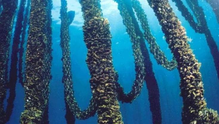 Allevamento di cozze