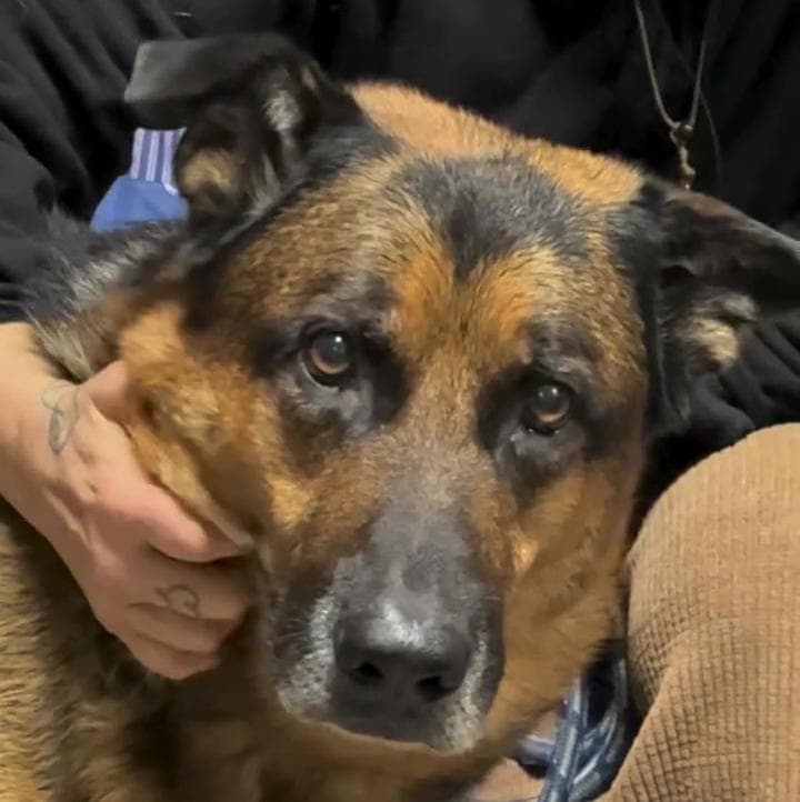 Dopo nove anni di fedeltà il cane Rex è in canile senza un perché, ora ...