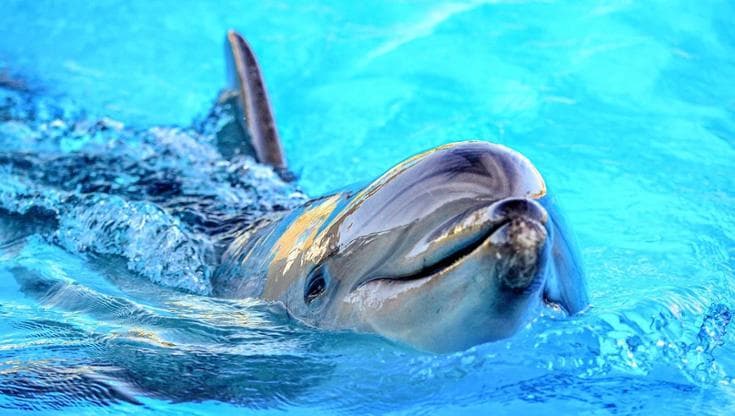 Più si è amici, meno si invecchia. Il segreto svelato dai delfini