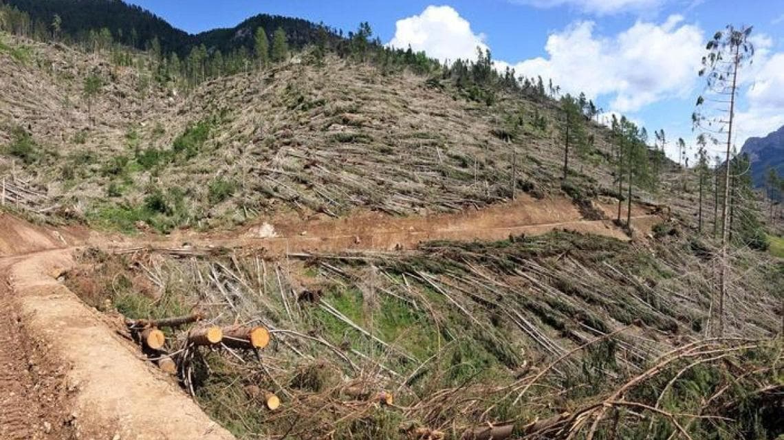 Alberi abbattuti dalla tempesta Vaia