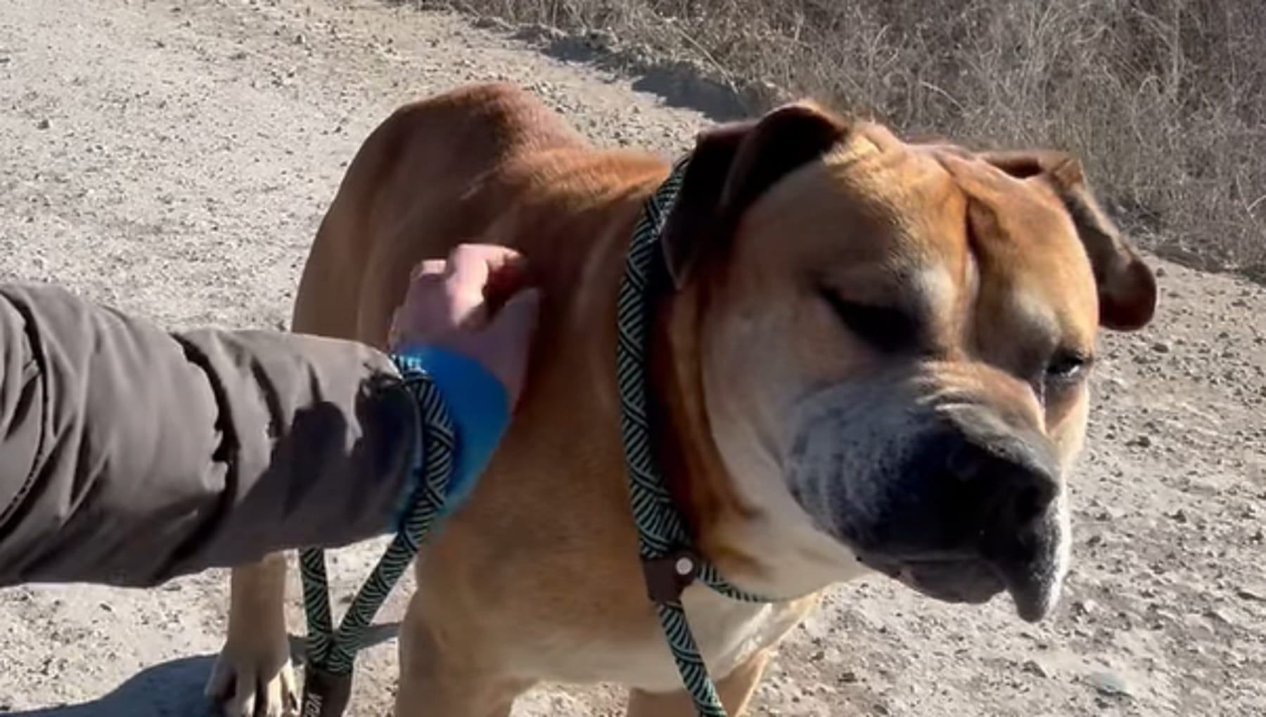 Due anni in discarica, poi il salvataggio: la reazione del cane DeSoto ...