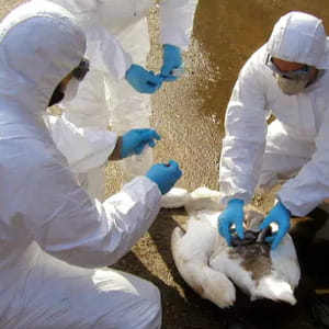 Pandemia di Aviaria, la previsione degli scienziati su dove e come potrebbe scoppiare