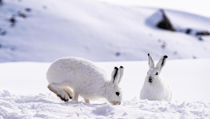La lepre artica (Foto Getty Images/500px)
