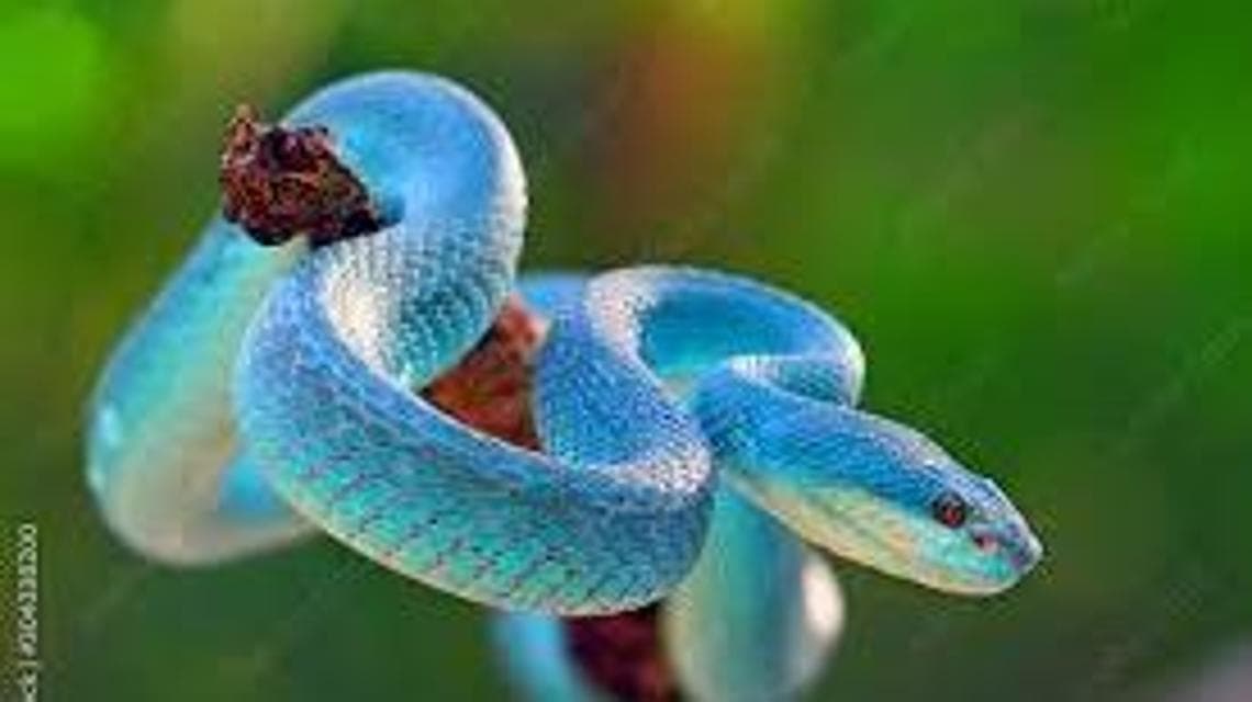 Un esemplare di vipera blu che ha ispirato gli autori del film: molto pericolosa