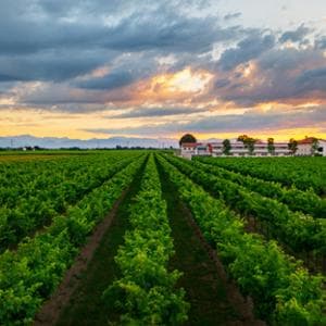 Lasciare Londra e la finanza per il vino (senza alcol): la scommessa di Eleonora Spadotto