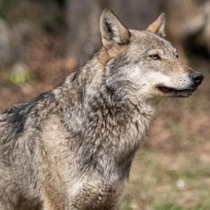 Bir kurdu öldürmenin maliyeti ne kadar? 50 bin euro bile