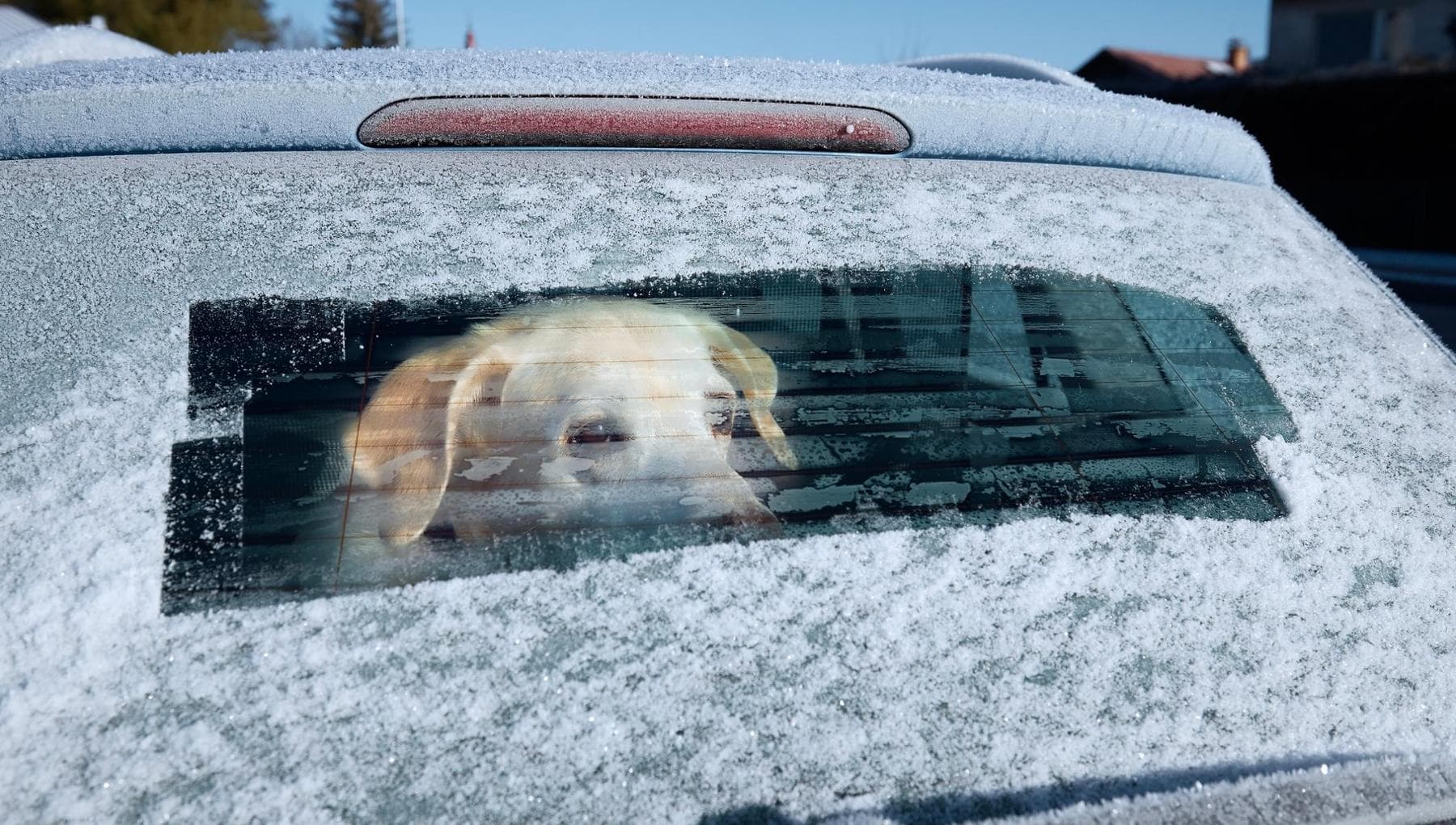Vanno a sciare e lasciano il cane chiuso in auto al freddo: salvato dai ...