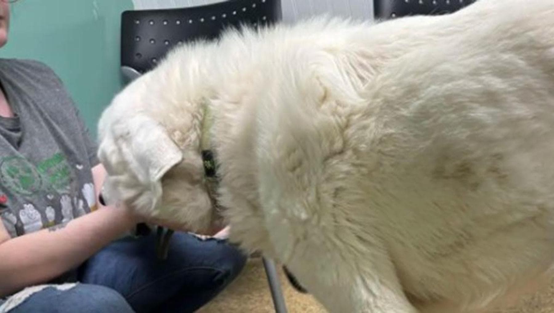 Rambo, il cane che ha finto di essere fragile per trovare una famiglia ...