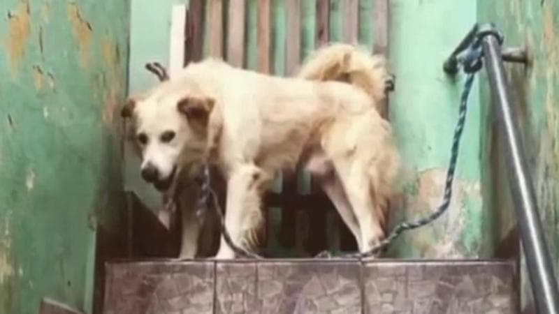 Il cane che nessuno voleva: la seconda vita di Hiro, dalla catena su ...