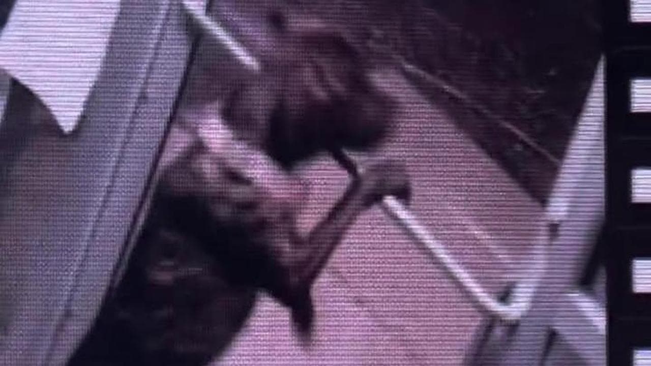Il cane che ha beffato tutti: apre due porte, scappa dal rifugio e ...