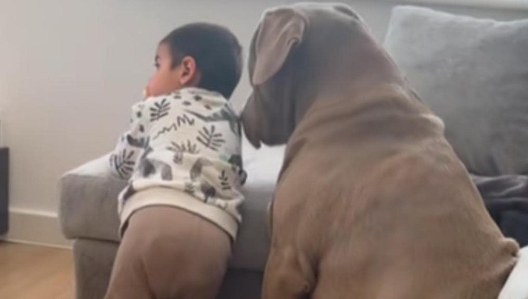 Dog Bear Checks Kids for Flu Symptoms Hourly: Heartwarming Care Gesture - News Directory 3