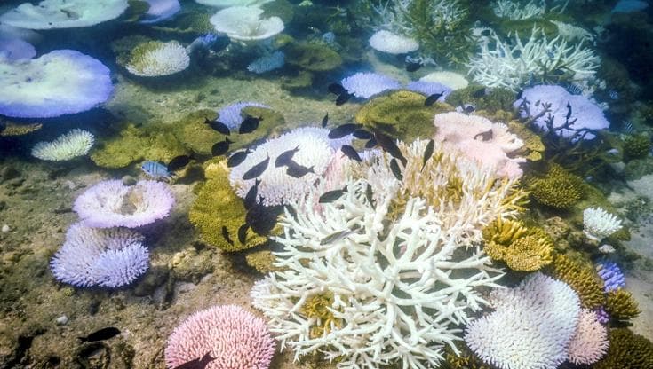 Aumentare i pesci delle barriere coralline per combattere la malnutrizione