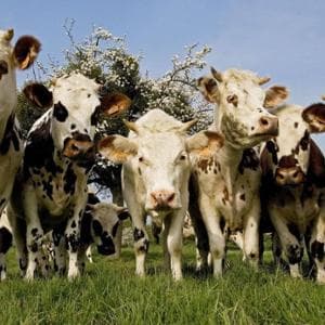 Anche la diminuzione degli allevamenti al pascolo potrebbe essere un problema per l’ambiente