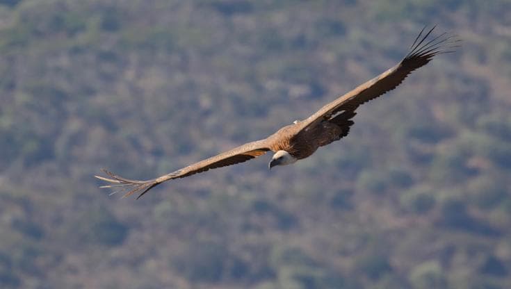 In Sardegna stanno aumentando i grifoni