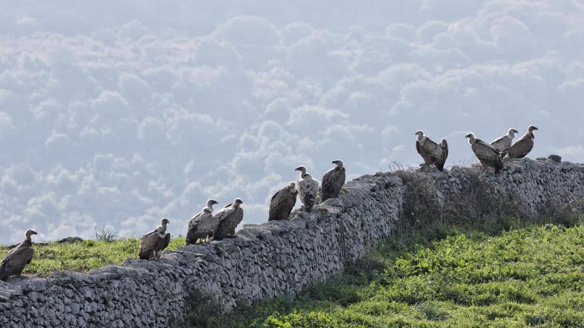LIFE Safe for Vultures 2 (foto: Uccio Saccu)