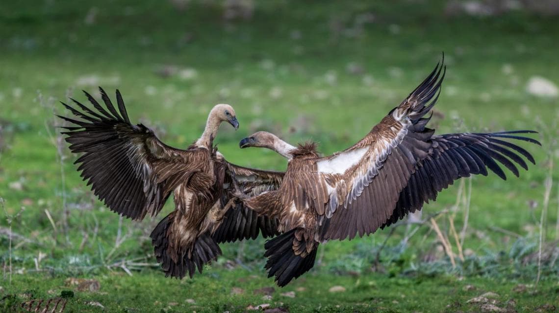 LIFE Safe for Vultures 2 (foto: Alessandro Conforti)