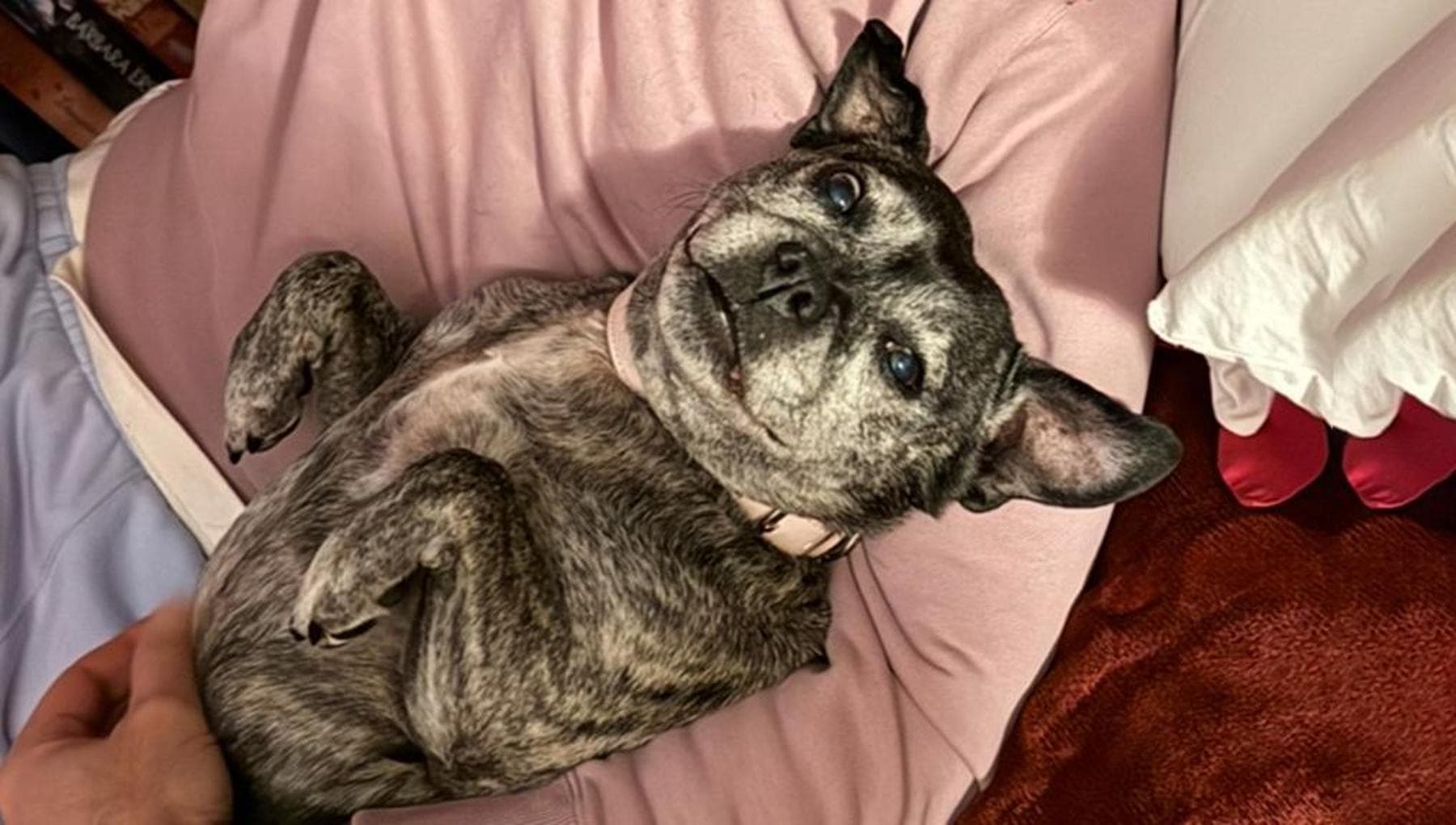 Adottato dopo 500 giorni il cane trovato in una casa vuota da un ...