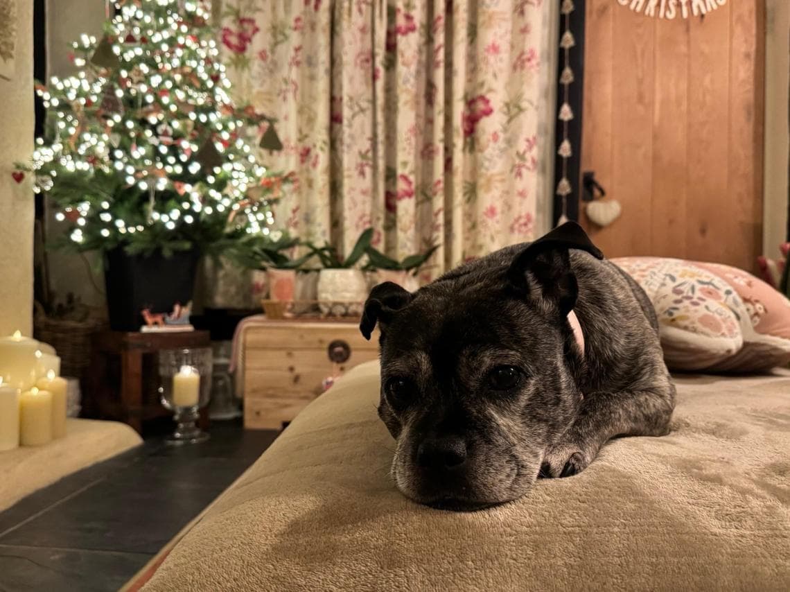 Adottato dopo 500 giorni il cane trovato in una casa vuota da un ...