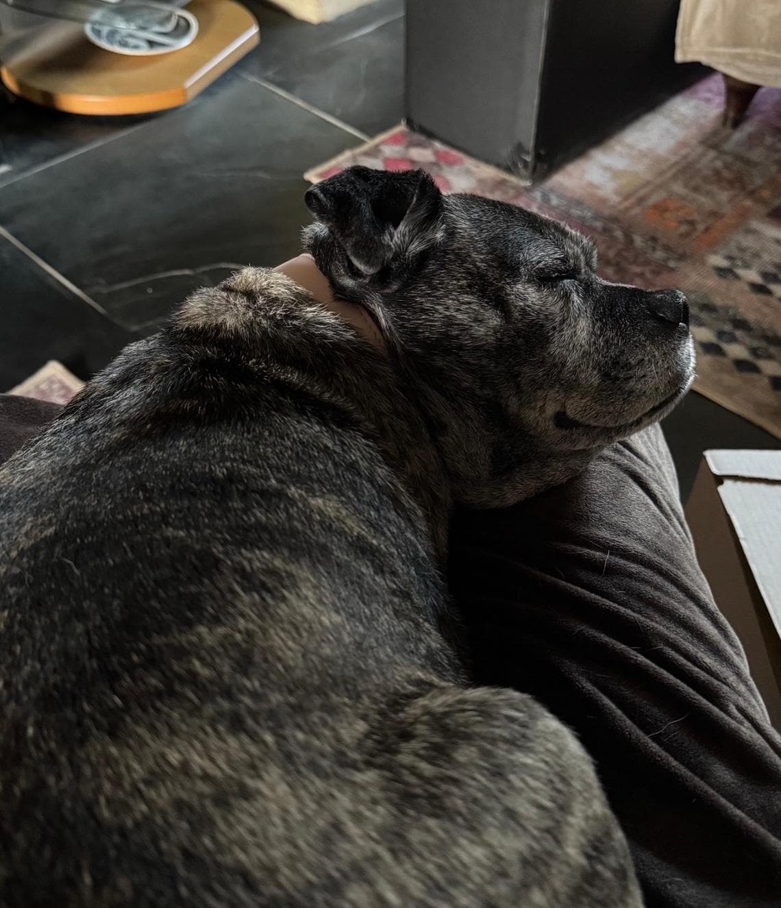 Adottato dopo 500 giorni il cane trovato in una casa vuota da un ...