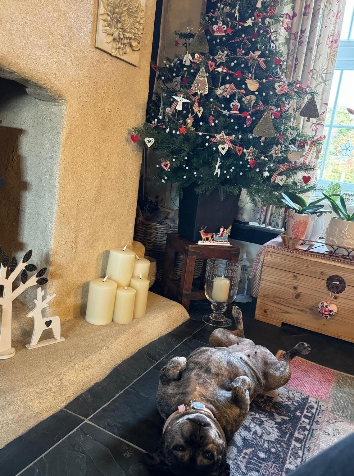 Adottato dopo 500 giorni il cane trovato in una casa vuota da un ...
