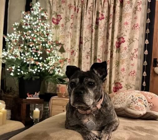 Adottato dopo 500 giorni il cane trovato in una casa vuota da un ...