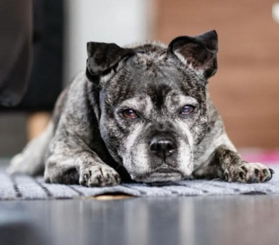 Adottato dopo 500 giorni il cane trovato in una casa vuota da un ...
